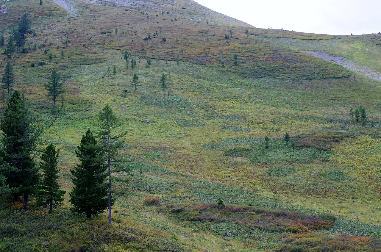 Colorful_Hillside_at_Treeline_(7863628084), illustrating the market context for this Central Asia procurement guide.